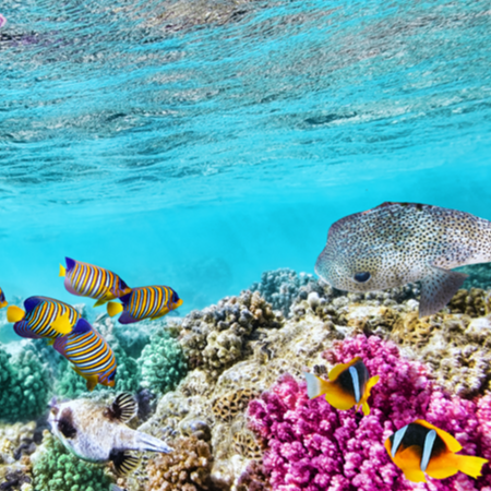 Best-Place-To-See-The-Great-Barrier-Reef-1
