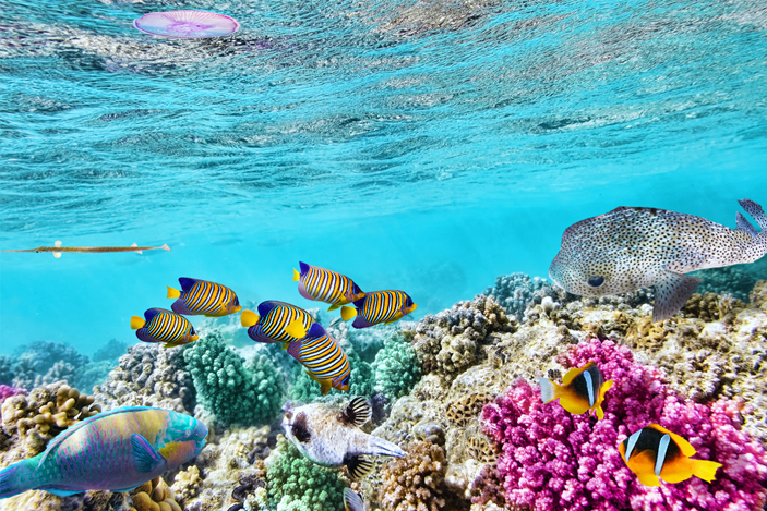 Best-Place-To-See-The-Great-Barrier-Reef