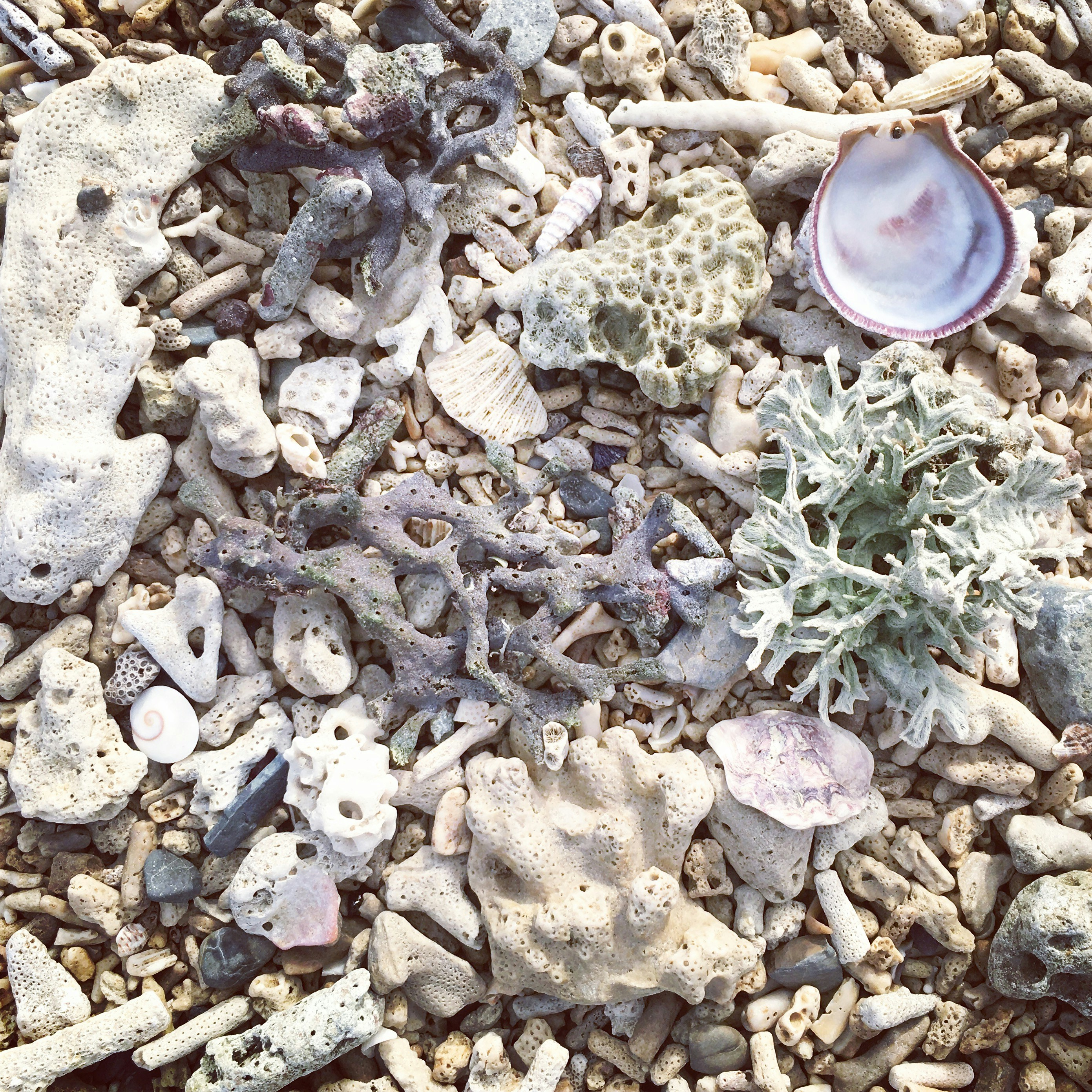 A photo of various shells in a range of shapes and sizes on a beach