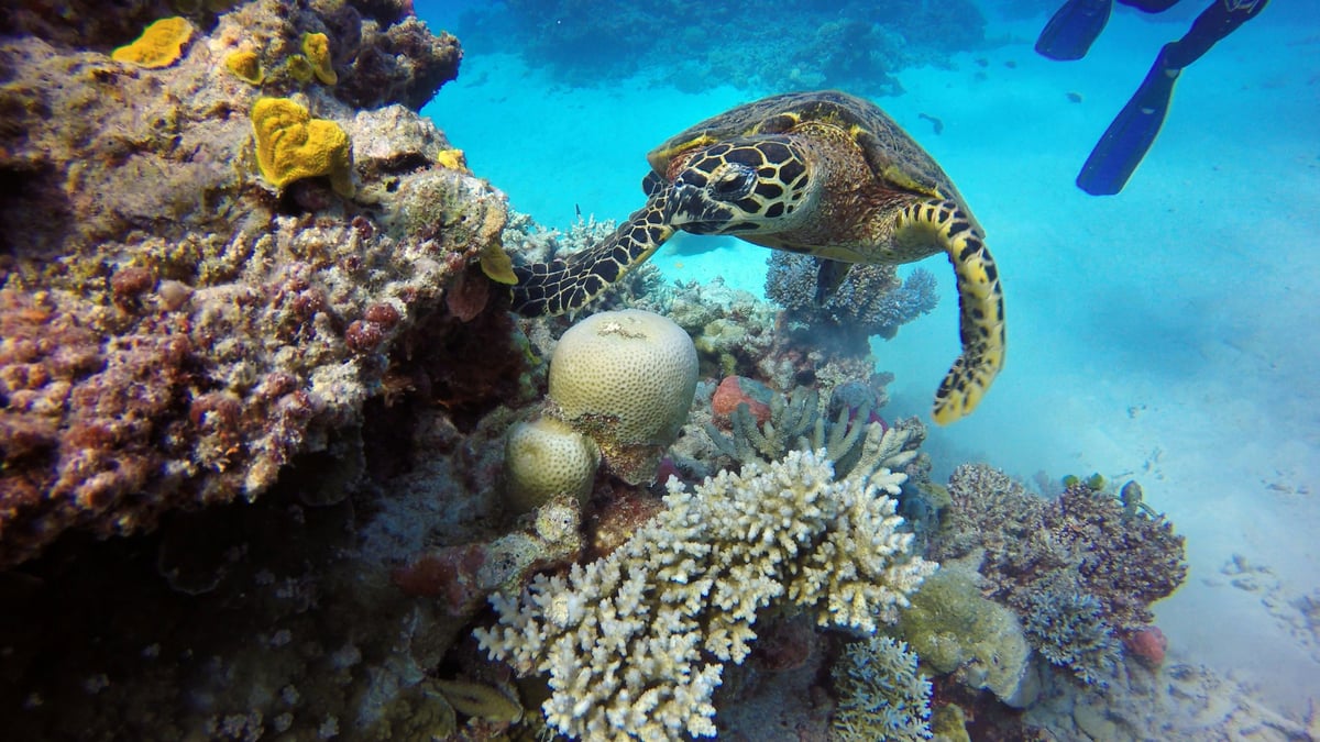 An underwater shot of a turtle swimming next to coral