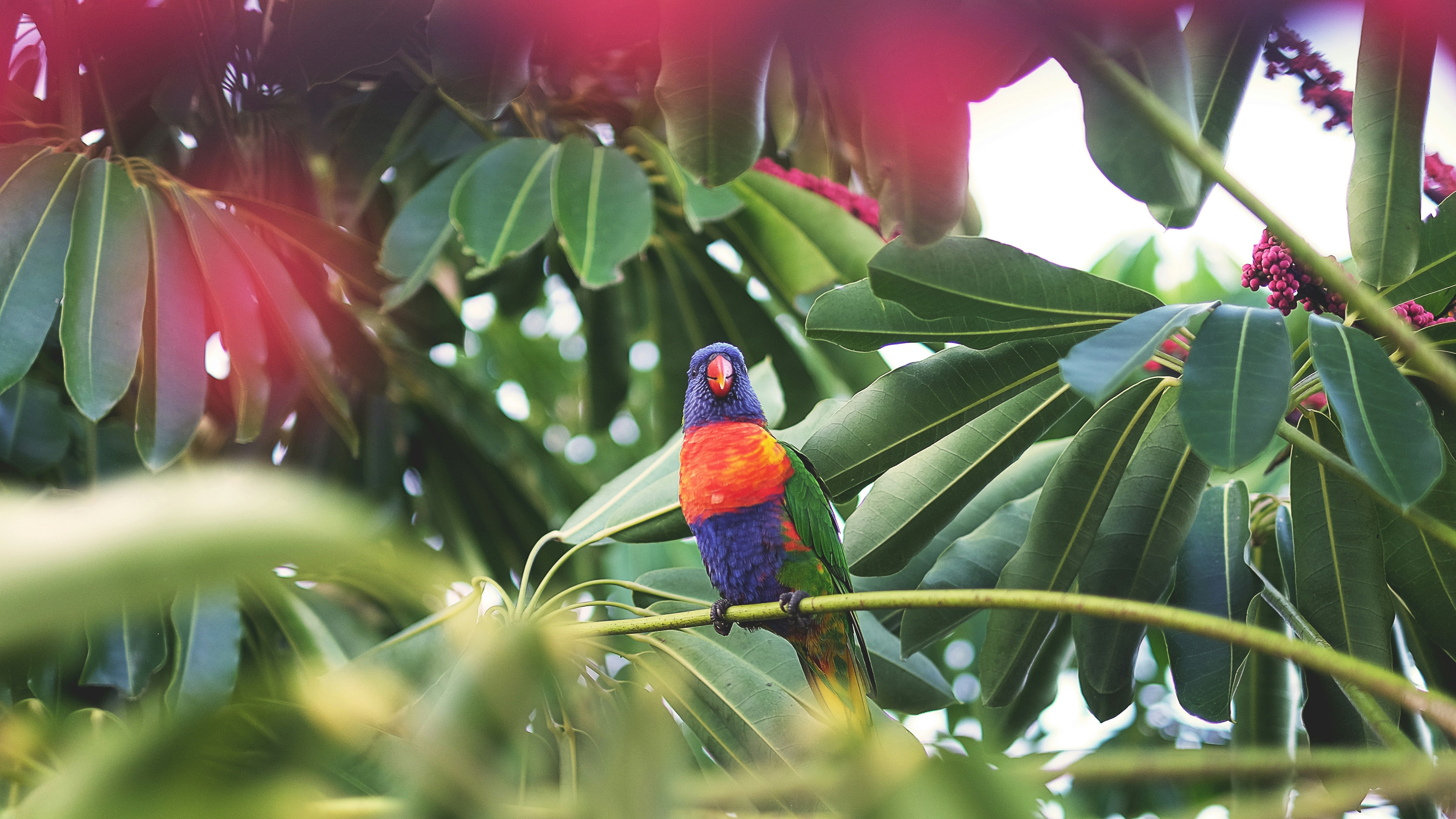 Blue red and green parrot sitting in a tree