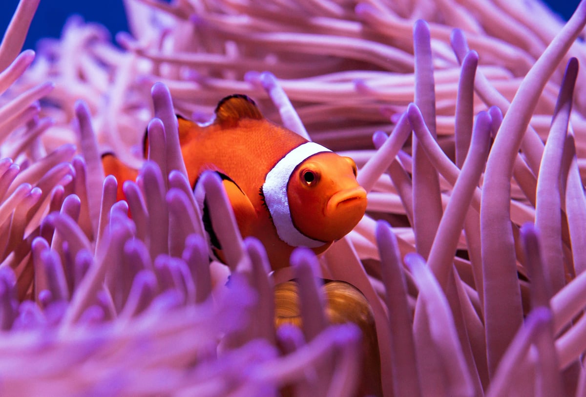A tropical Clown Fish resting in a purple anemone