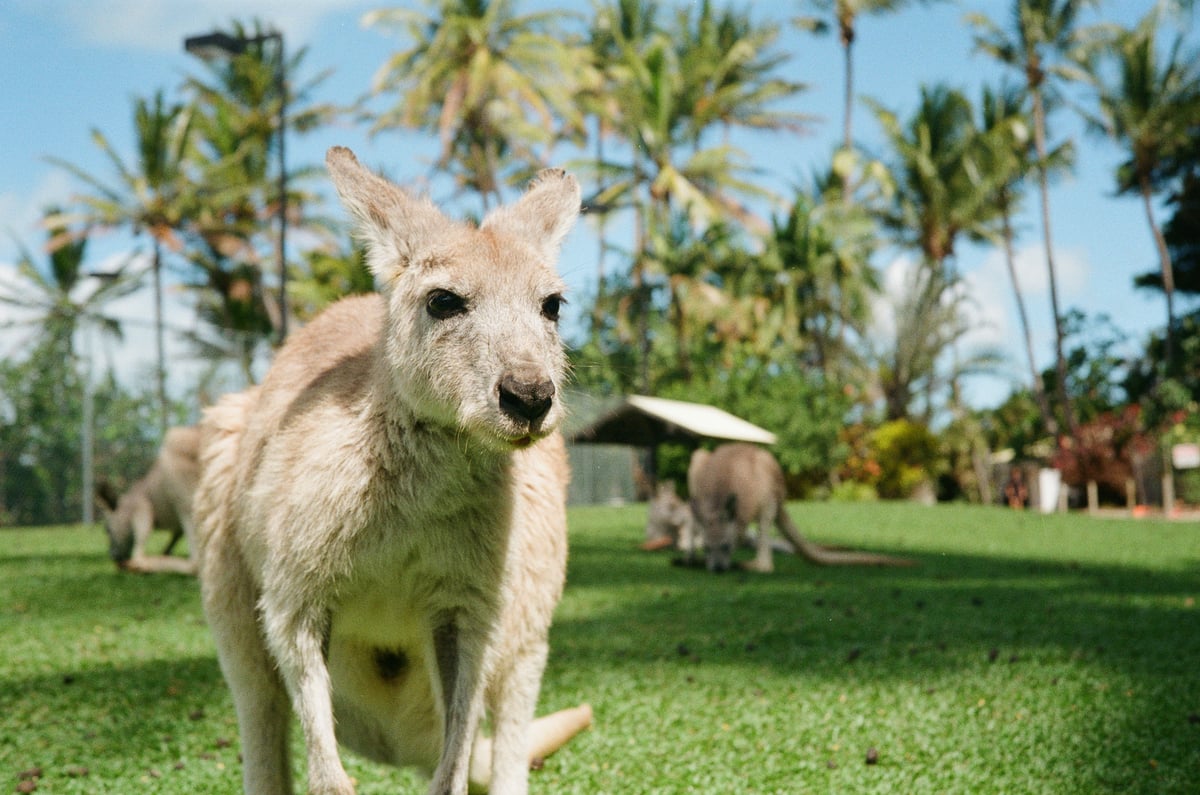 A kangaroo against a backdrop of palm trees