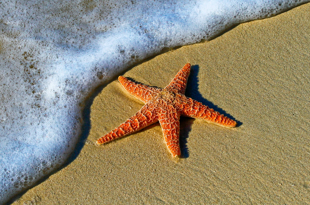 An orange starfish in the sand