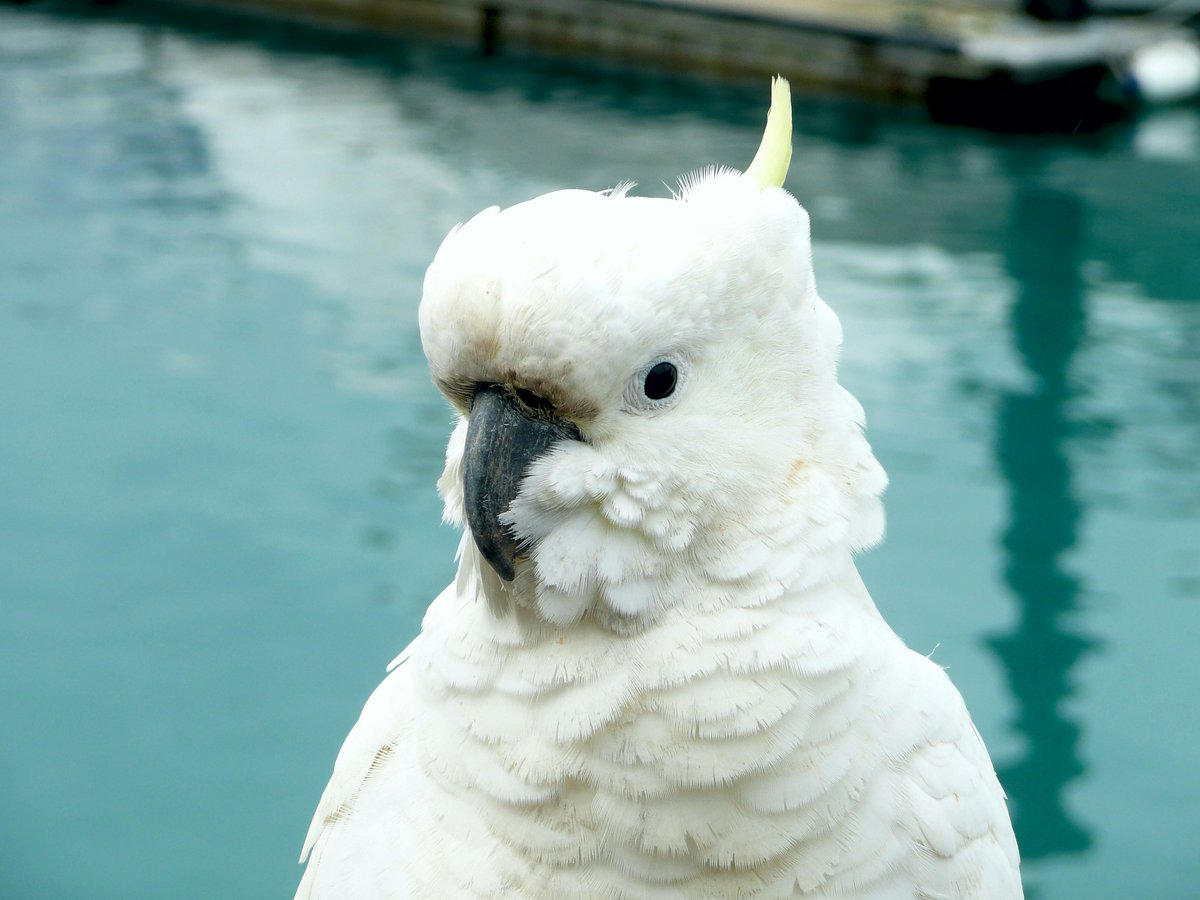 A cockatoo sitting next to an outdoor pool